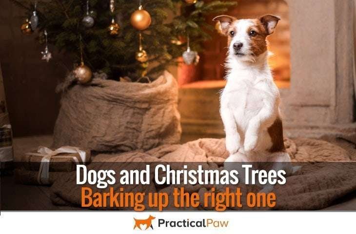 Dogs and Christmas Trees
