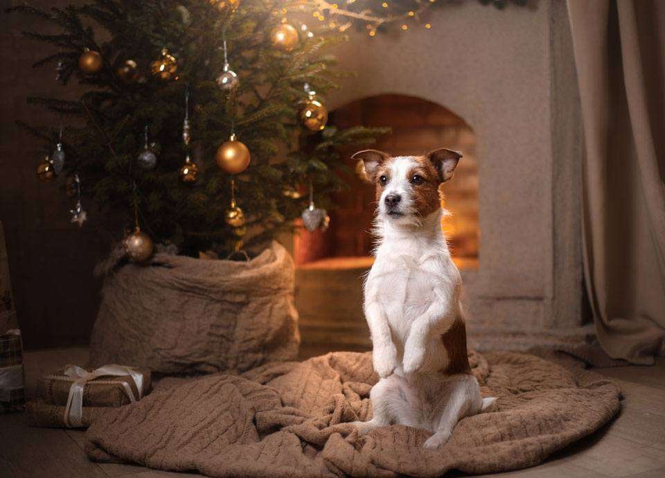 Dogs and Christmas Trees