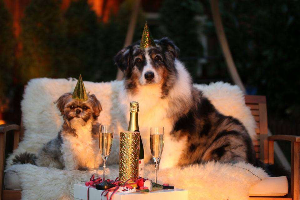 Dogs and New Years Eve