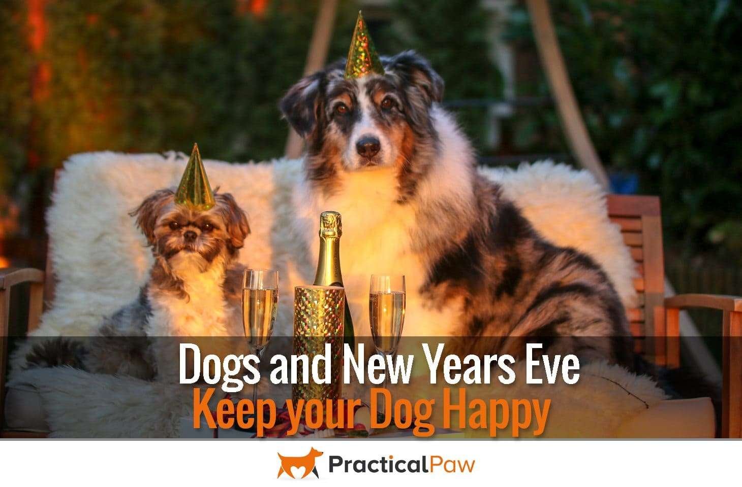 Dogs and New Years Eve - Keep your Dog Happy