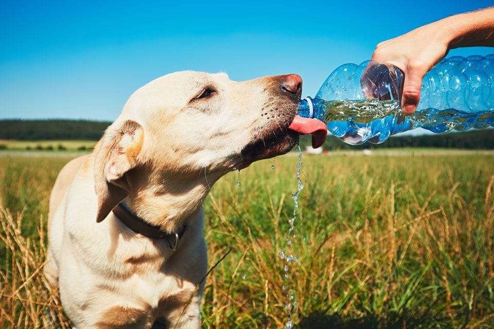 Emergency-First-Aid-for-Dogs-Heatstroke