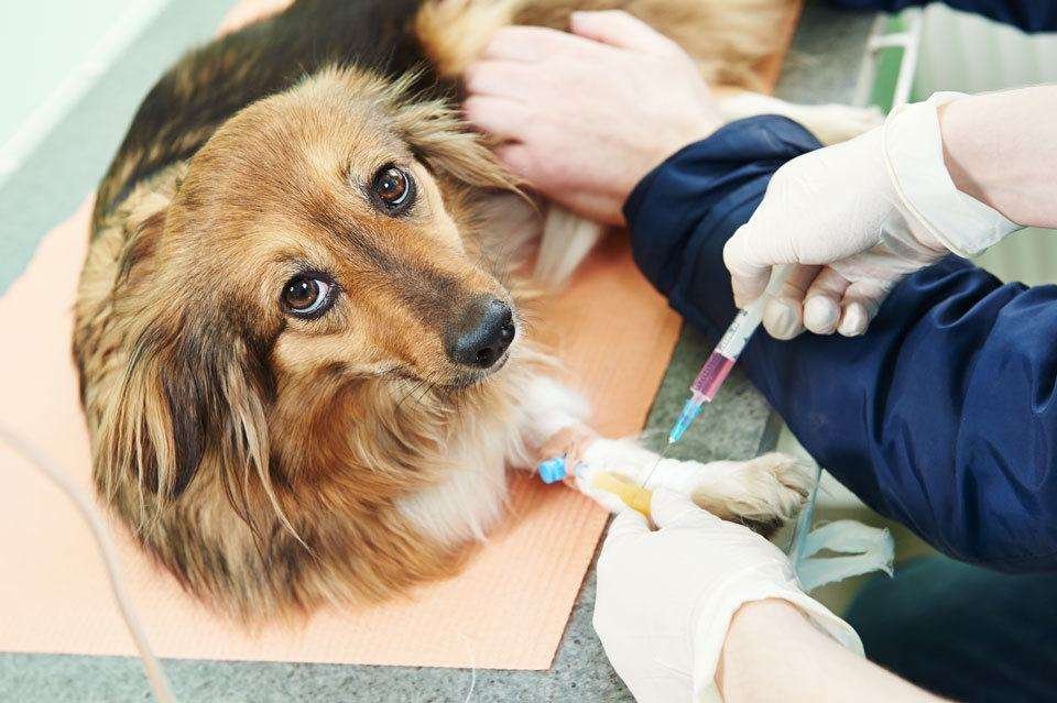 Emergency-First-Aid-for-Dogs-seizures