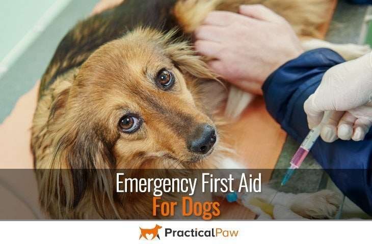 Emergency First Aid For Dogs