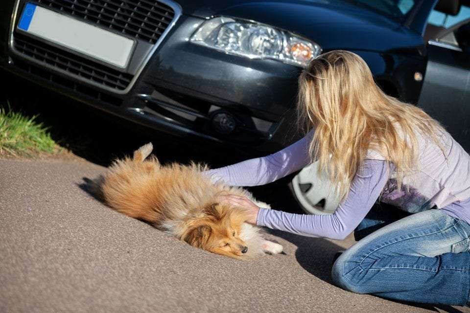 Emergency-first-aid-for-dogs-road-traffic-accident