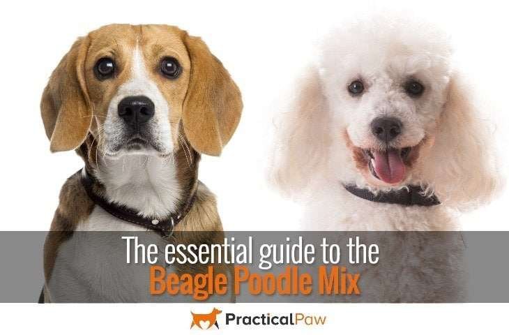Essential guide to the poodle beagle mix - PracticalPaw.com