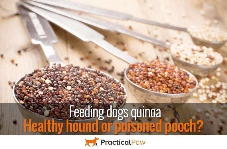 Feeding dogs quinoa