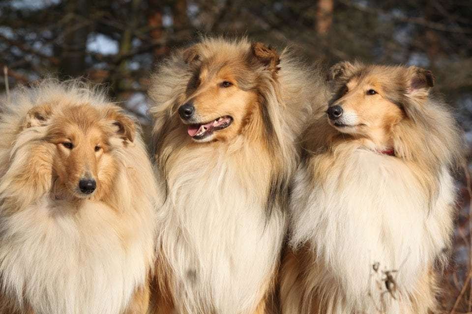 Fluffy-dog-breeds-Scotch-Collie
