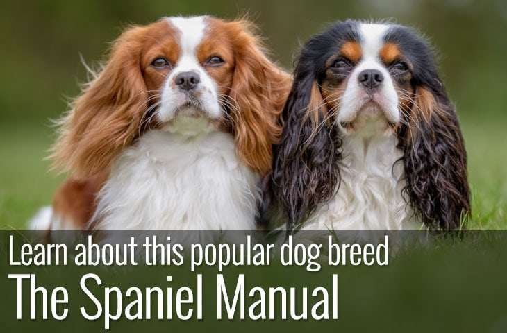 Types of Spaniel - The Spaniel Manual
