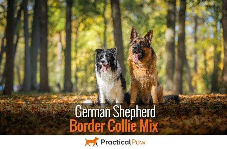 German Shepherd Border Collie Mix
