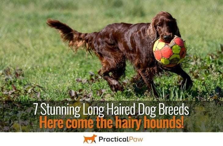 Hairy hounds; 7 stunning long haired dog breeds - practicalpaw.com