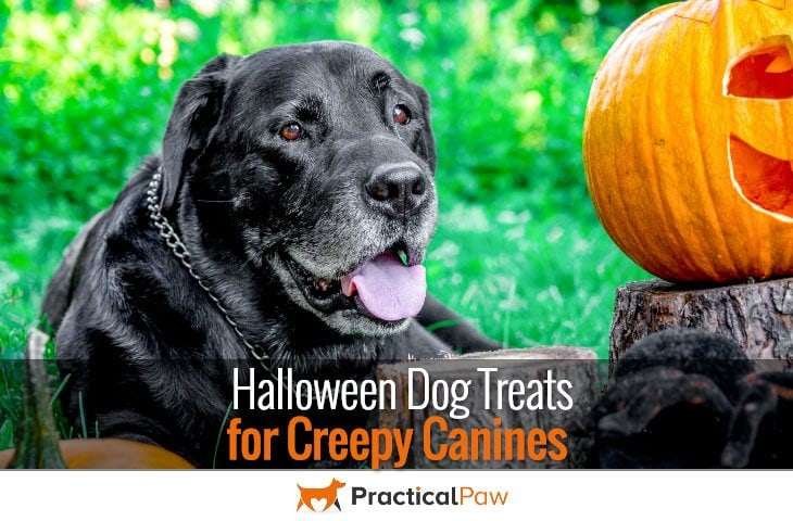 Halloween Dog Treats for Creepy Canines