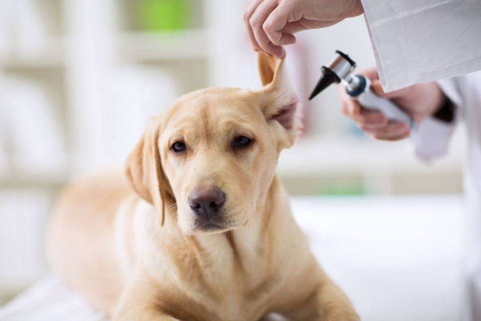 How-to-clean-a-dog's-ears
