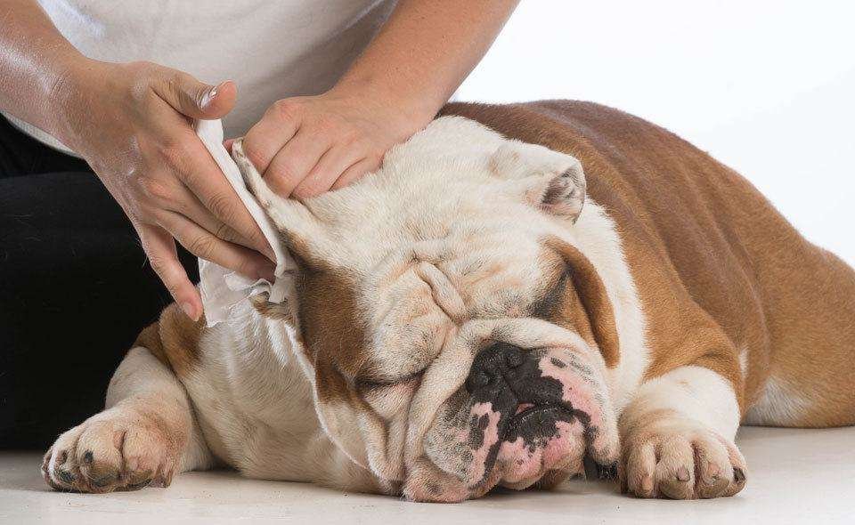 How to clean a dogs ears
