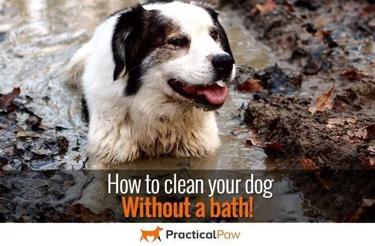 how to clean your dog without a bath