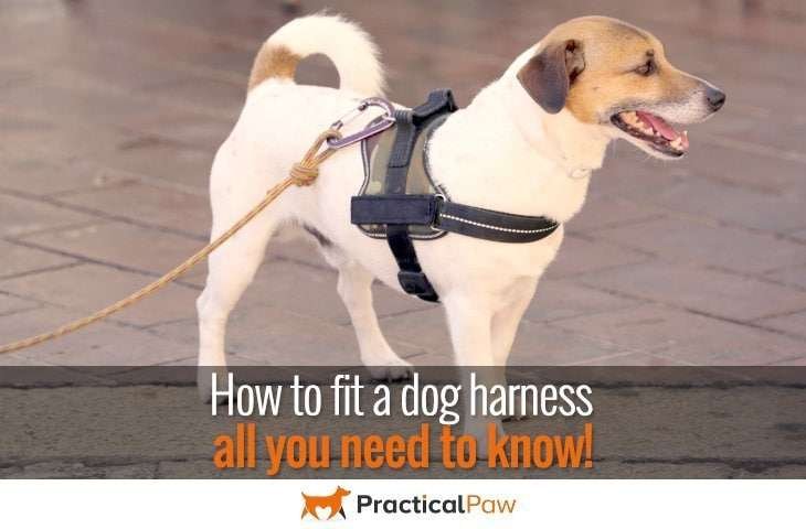 How to fit a dog harness – all you need to know - PracticalPaw.com