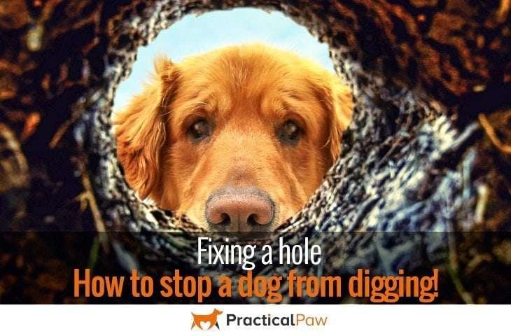 how to stop a dog from digging