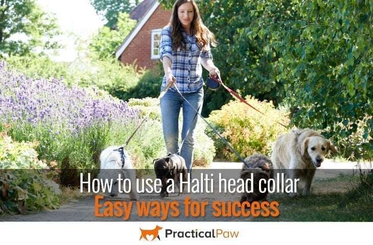 How to use a halti head collar