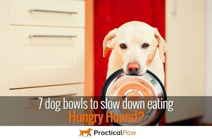 dog bowls to slow down eating 