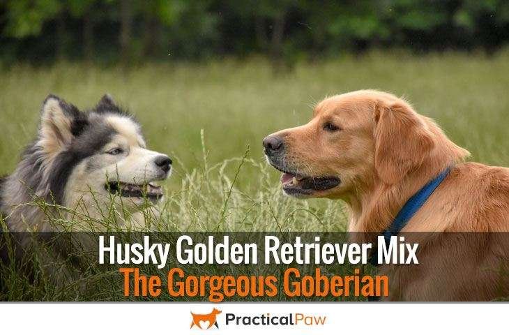 Husky Golden Retriever Mix - The Gorgeous Goberian