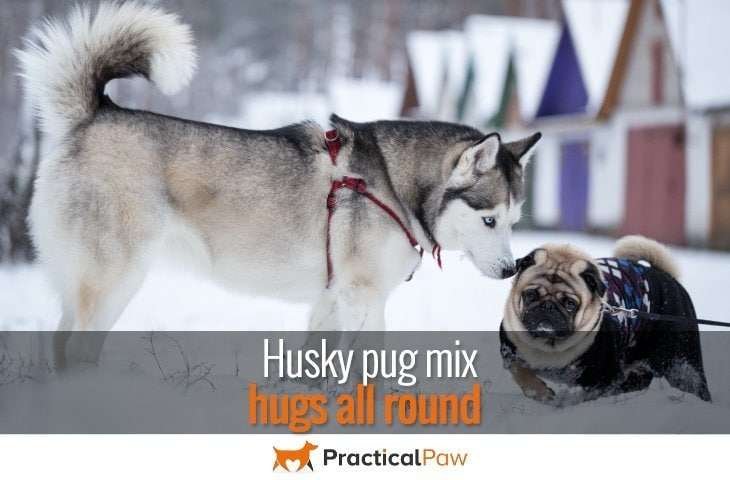 Husky Pug Mix