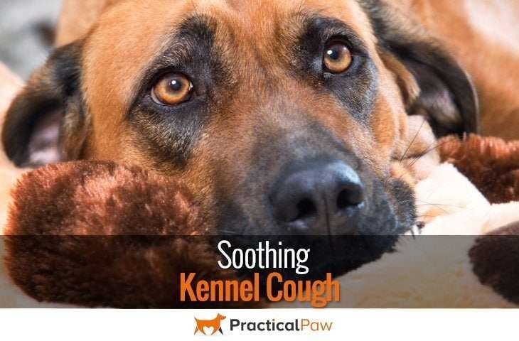 Soothing Kennel Cough
