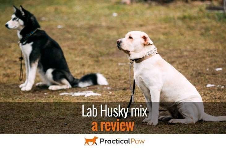 Lab Husky Mix