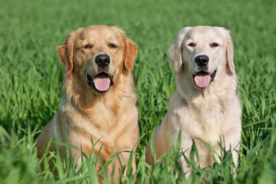 Labrador-vs-Golden-retriever