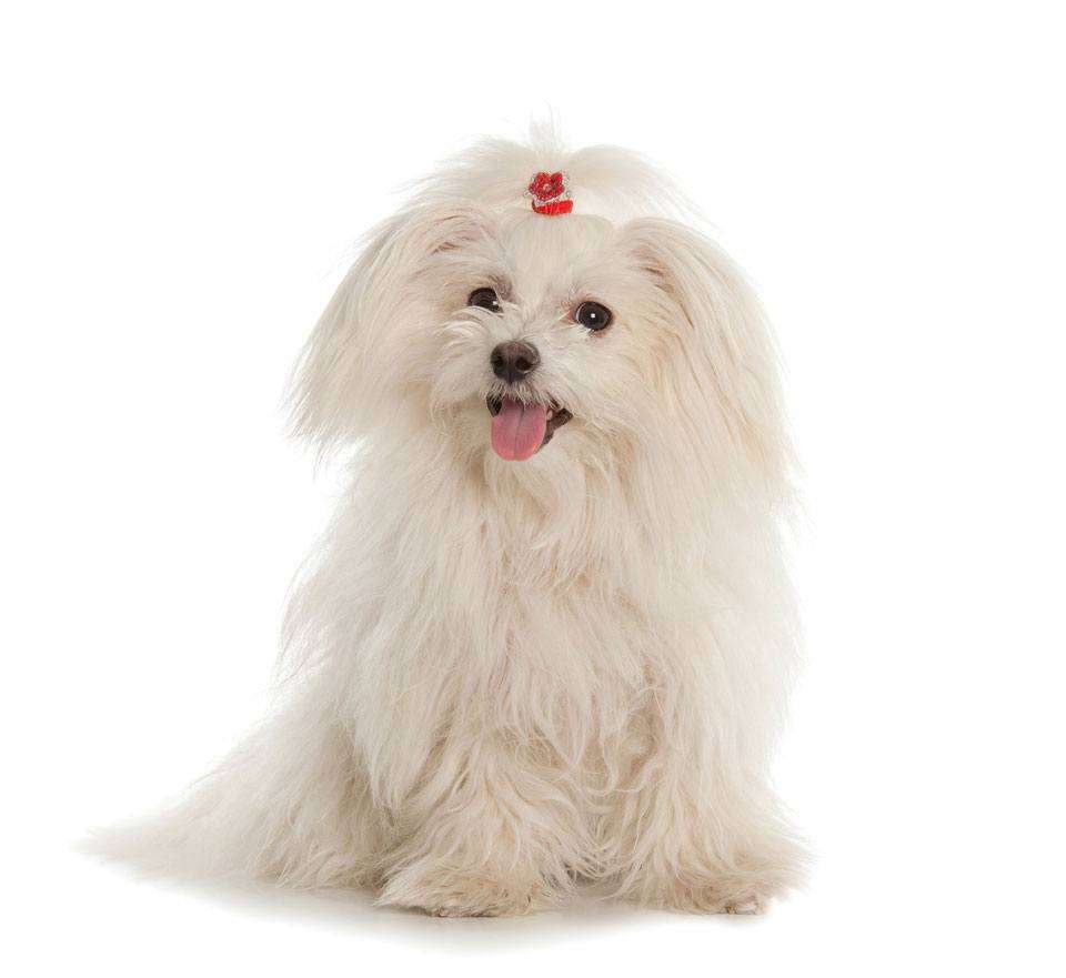 Maltese-long-haired-dog-breeds