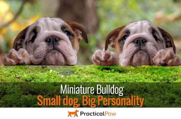 Miniature Bulldog