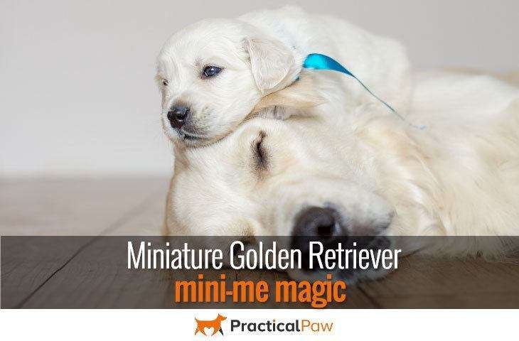 Miniature Golden Retriever - mini-me magic