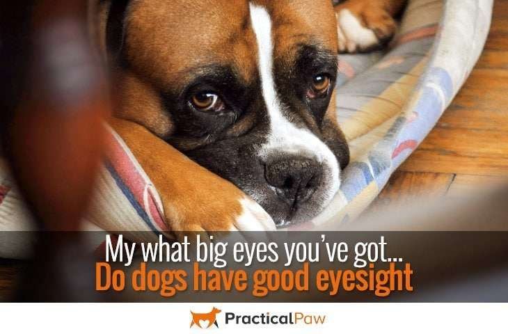 My what big eyes you’ve got – do dogs have good eyesight - PracticalPaw.com