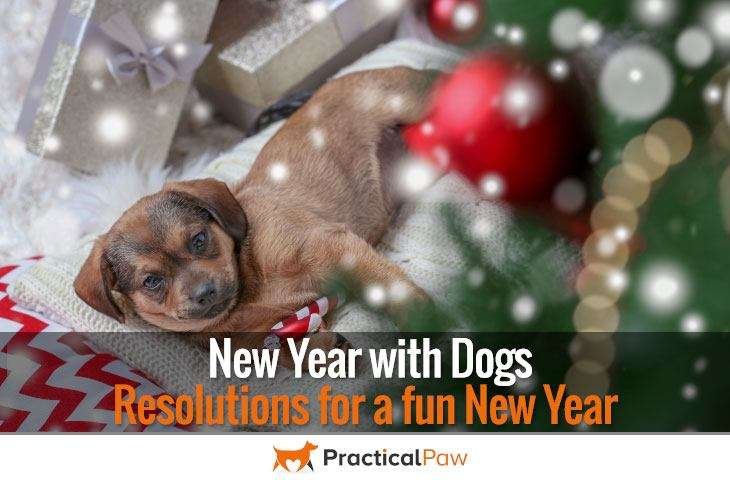 New Year with Dogs - Resolutions for a fun New Year