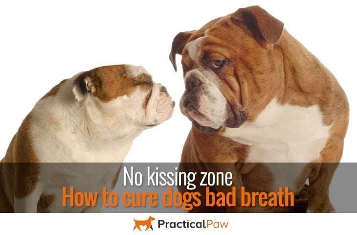 No kissing zone – How to cure dogs bad breath - PracticalPaw.com