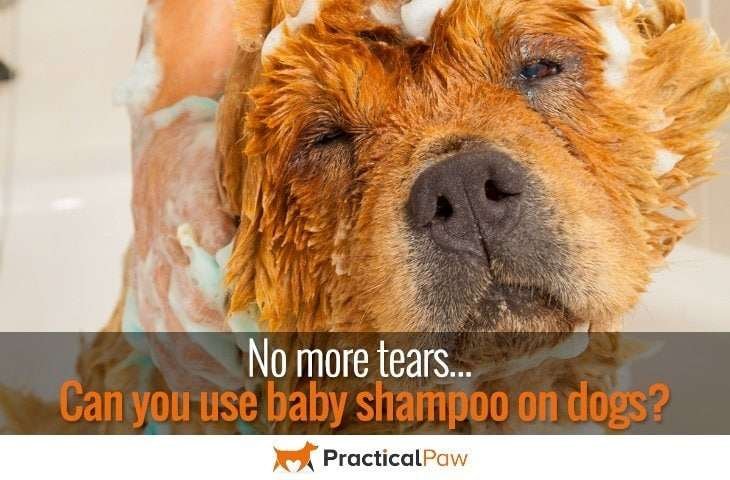 No more tears, can you use baby shampoo on dogs? - PracticalPaw.com