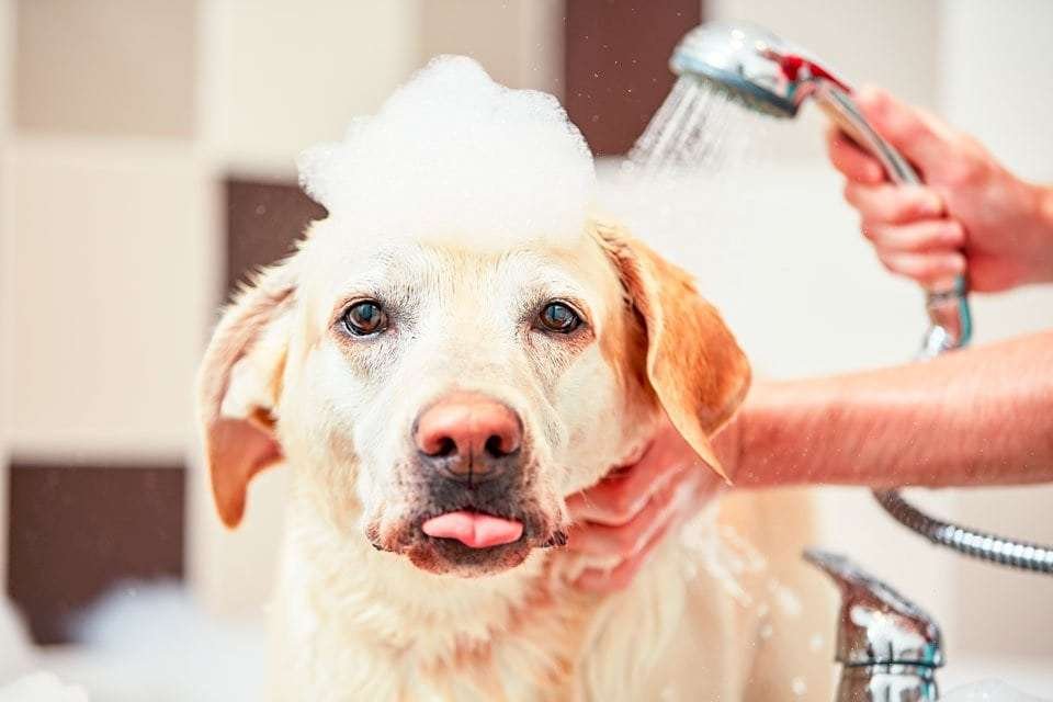 Portable-dog-bath-tubs