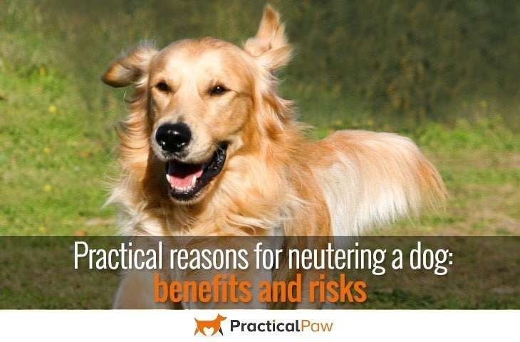 Practical reasons for neutering a dog