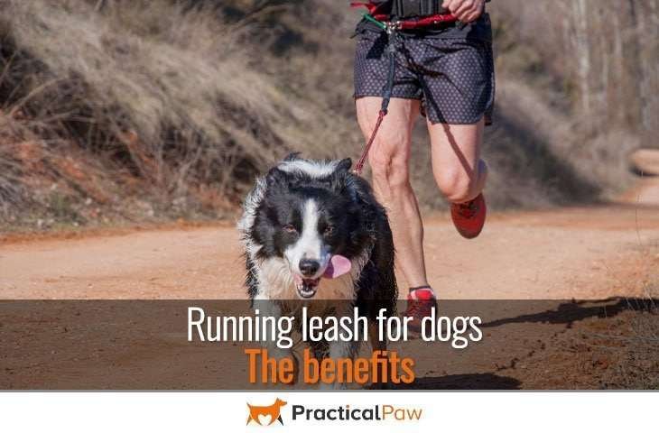 Running leash for dogs