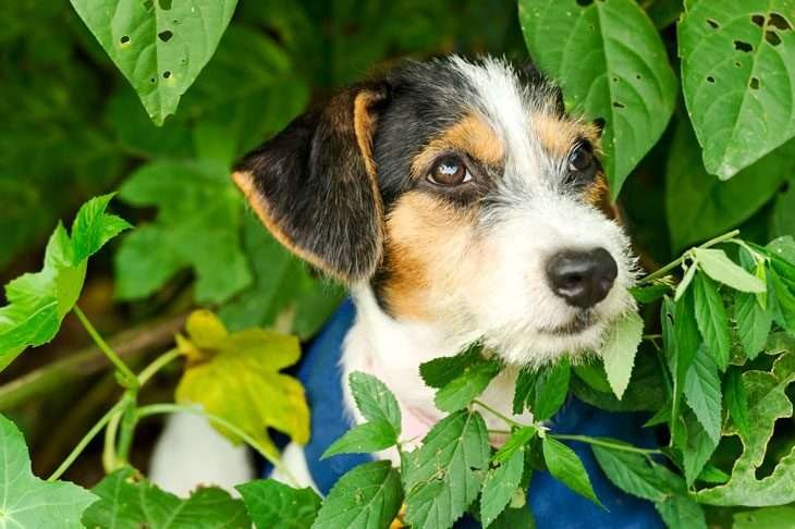 Safe herbs for dogs