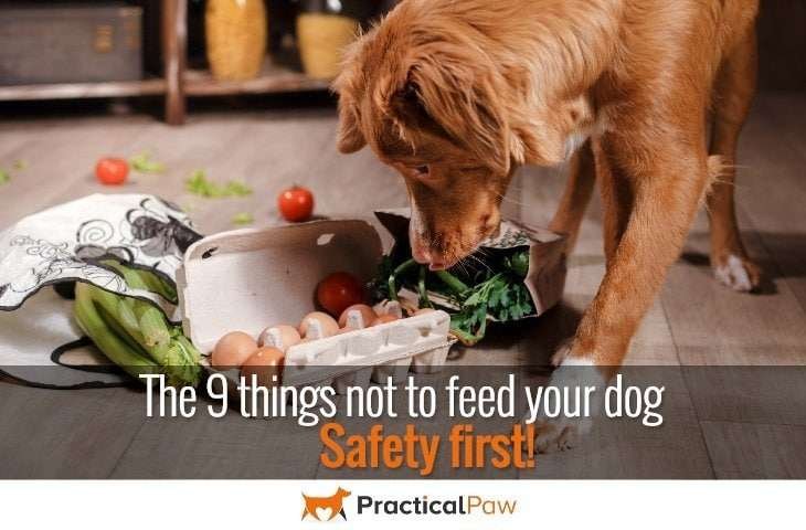 Safety first - The 9 things not to feed your dog - PracticalPaw.com