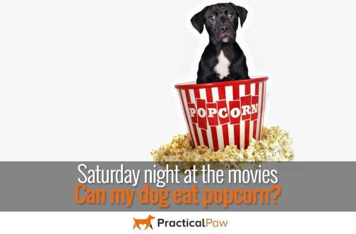 Can my dog eat popcorn - PracticalPaw.com