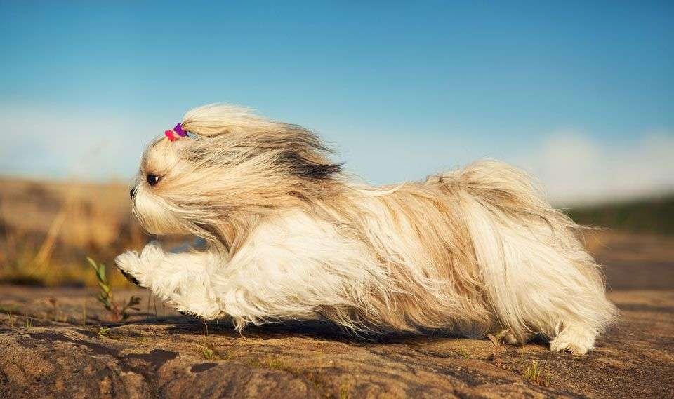 Shih-tzu-long-haired-dog-breeds