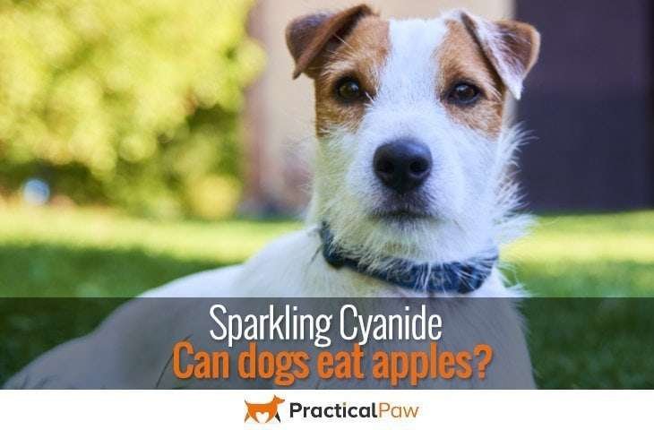 Sparkling cyanide, can dogs eat apples - PracticalPaw.com