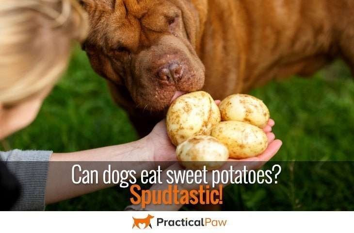 Spudtastic - Can dogs eat sweet potatoes - practicalpaw.com