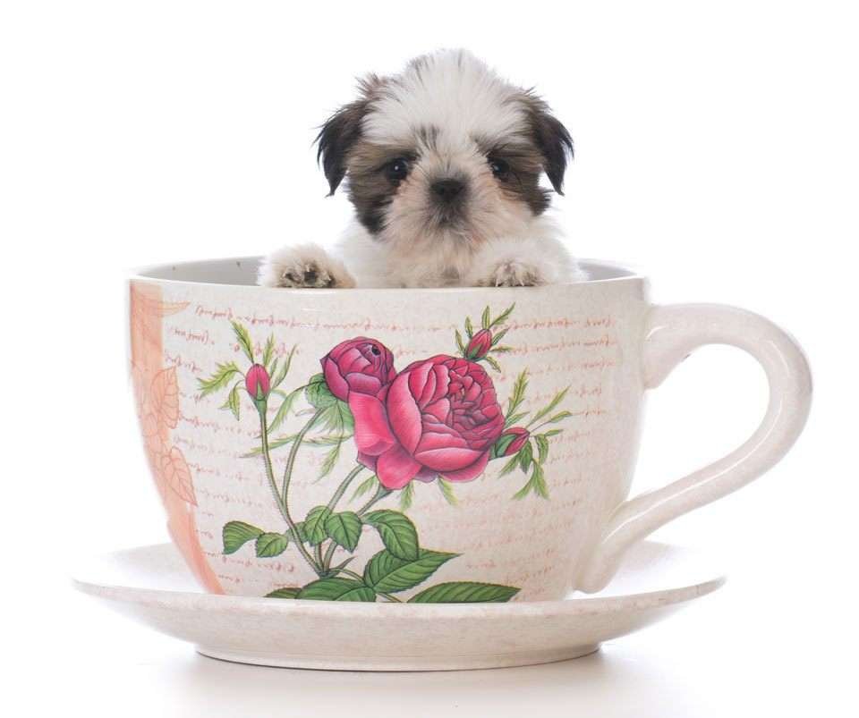 Teacup-Puppies