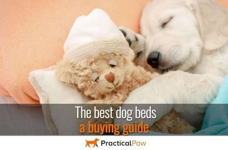 best dog beds