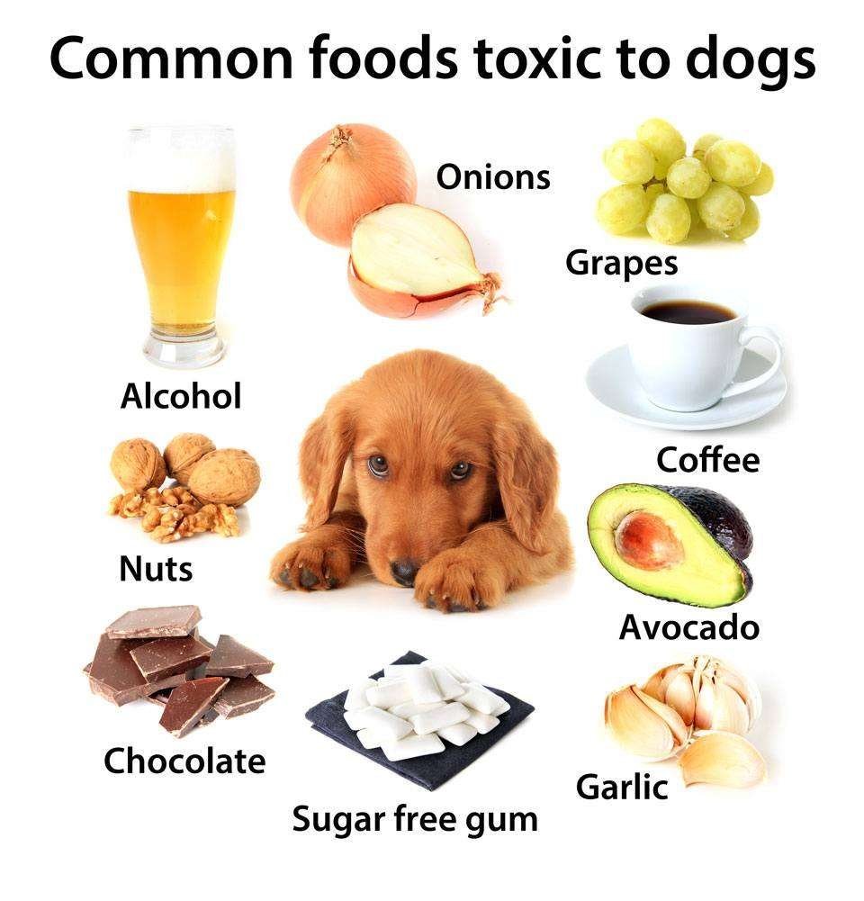 Things-not-to-feed-your-dog