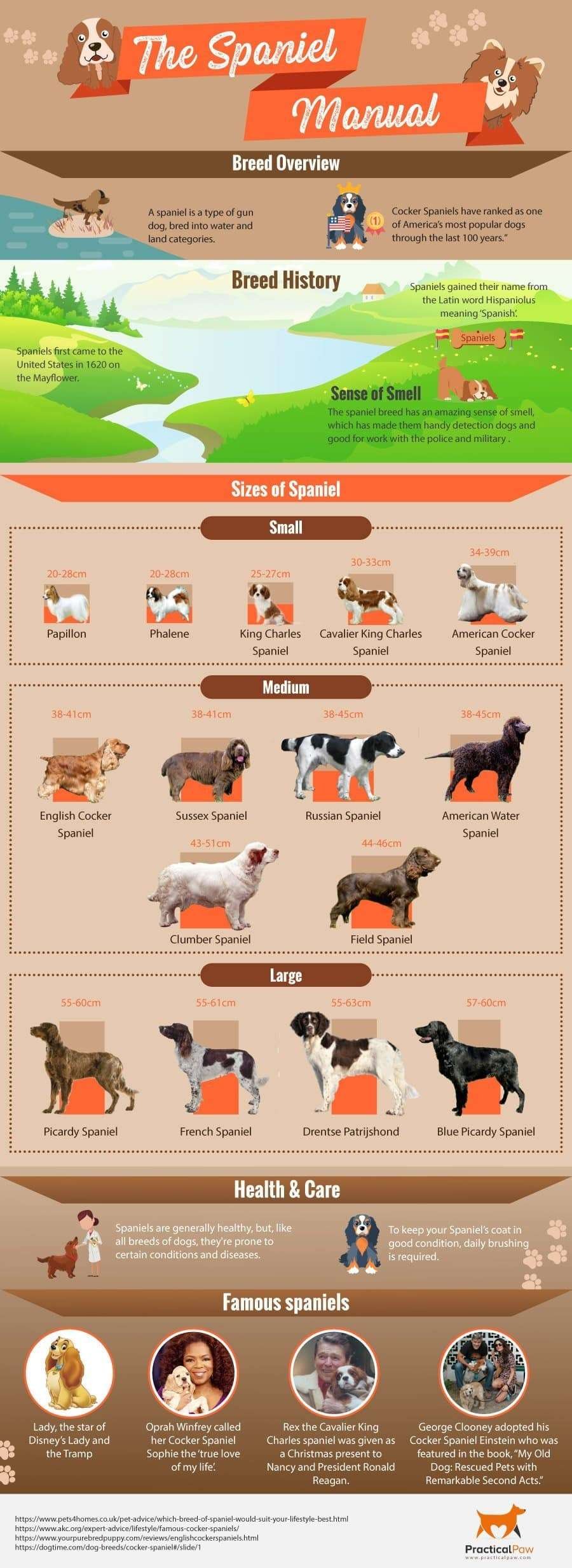 Types of Spaniel (infographic)