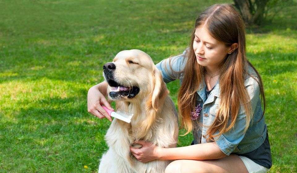 Best-Dog-for-First-Time-Owners-Golden-Retriever