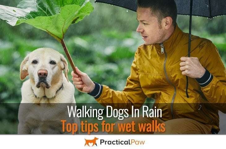 Walking dogs in rain