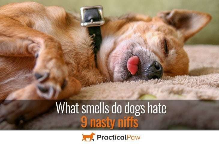 What smells do dogs hate